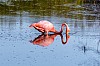 flamingo beim fressen - (c) r pattke.jpg
